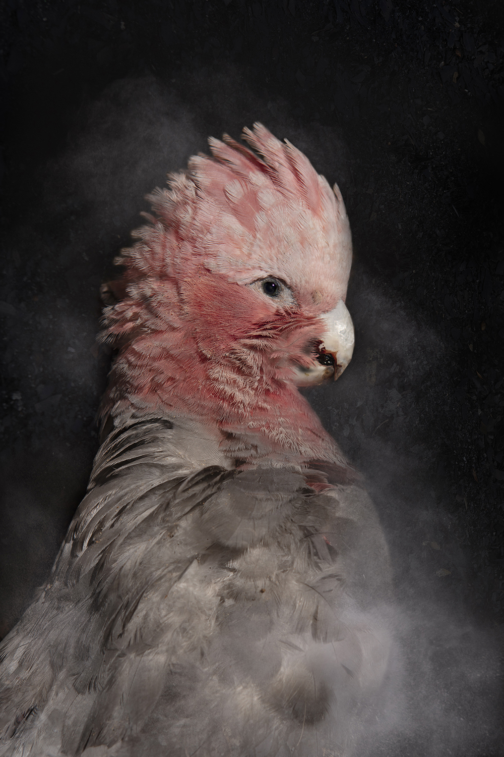 Rebecca Dagnall, Portrait of the Dead #4 (Pink and Grey Galah), 2022, archival pigment print on Canson Photographique paper, 100 x 67cm, ed. 5