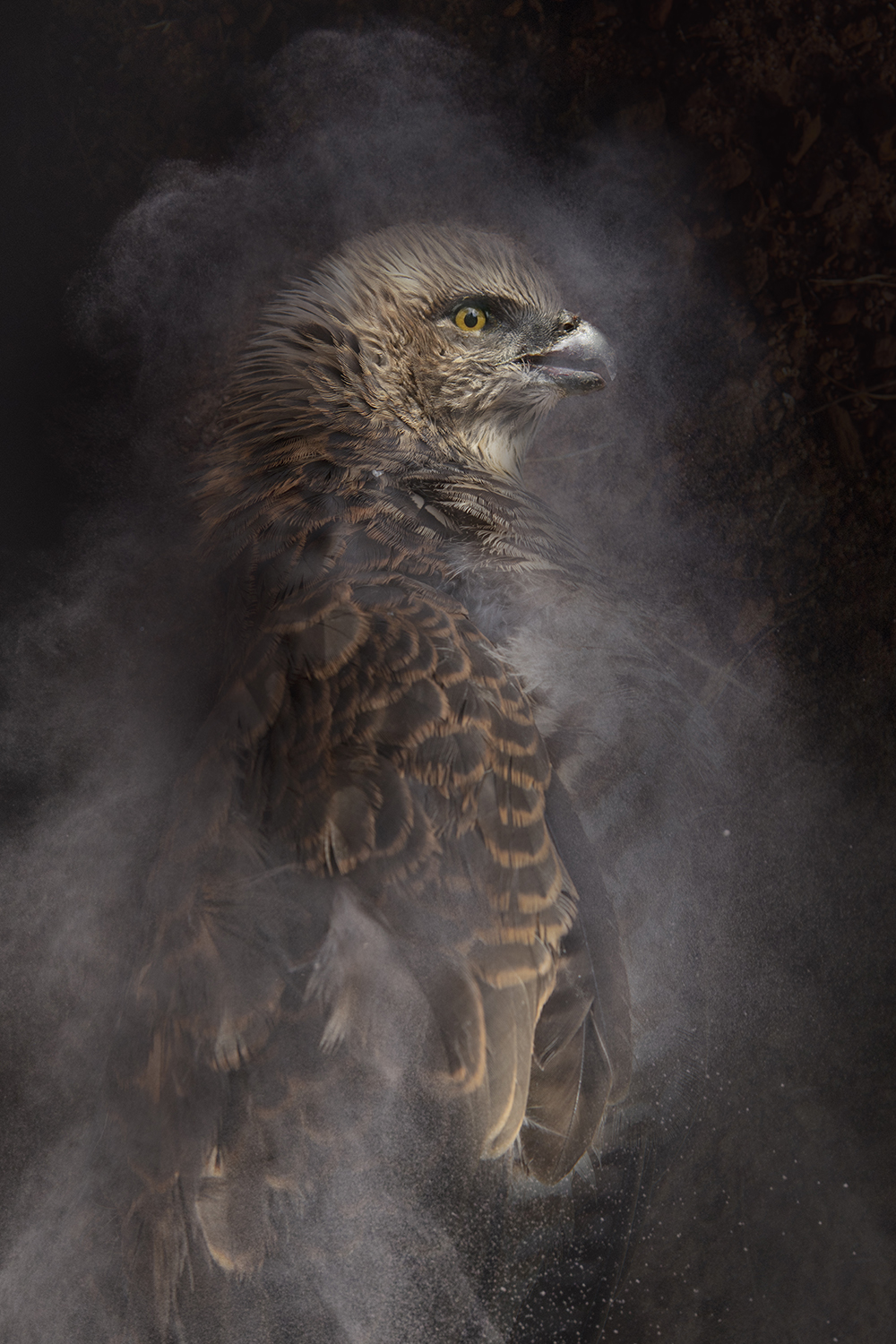Rebecca Dagnall, Portrait of the Dead #9 (Hawk), 2023, archival pigment print on Canson Photographique paper, 100 x 67cm, ed. 5