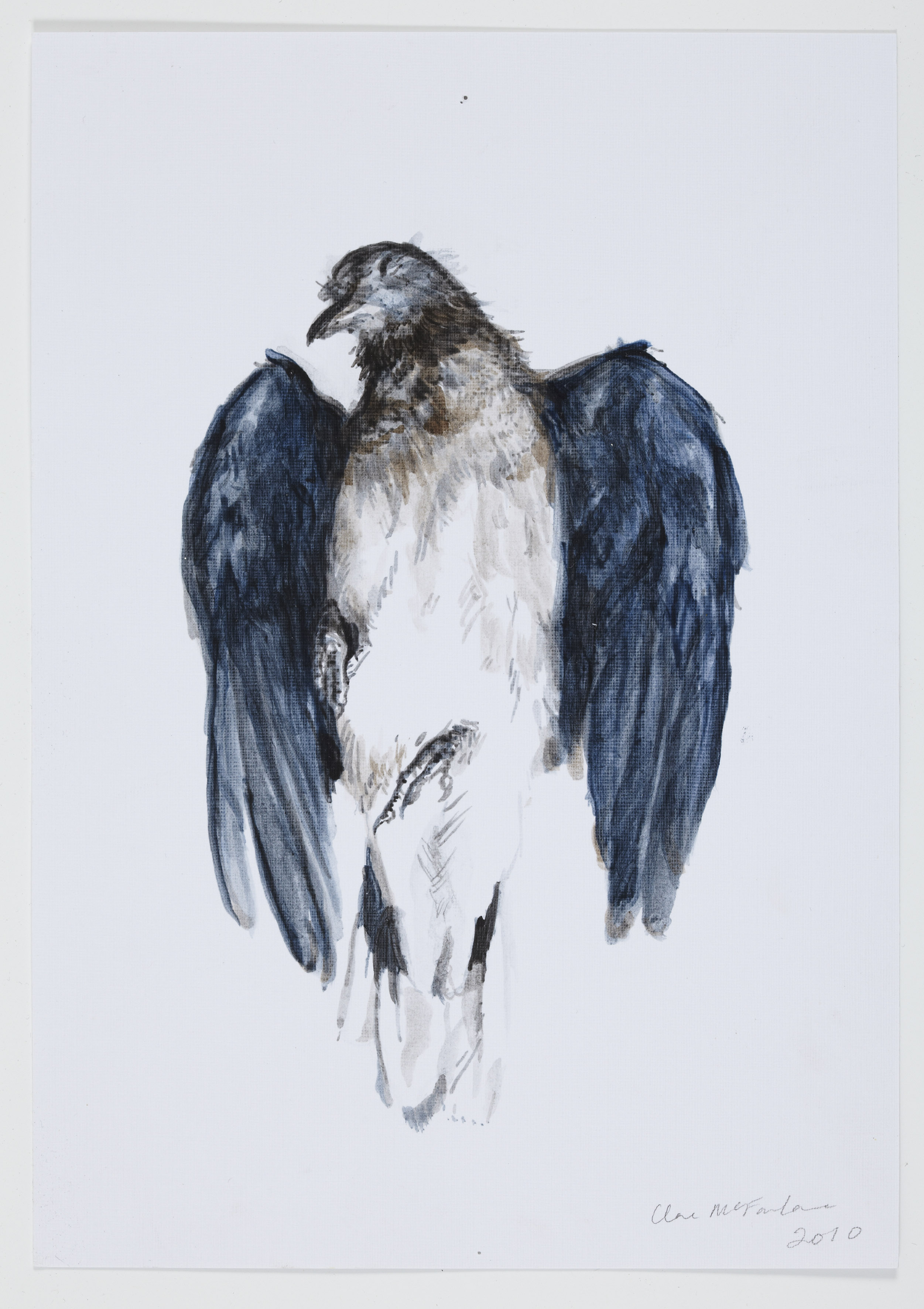 Clare McFarlane, Laughing Dove, 2010, acrylic on paper, 46 x 39cm