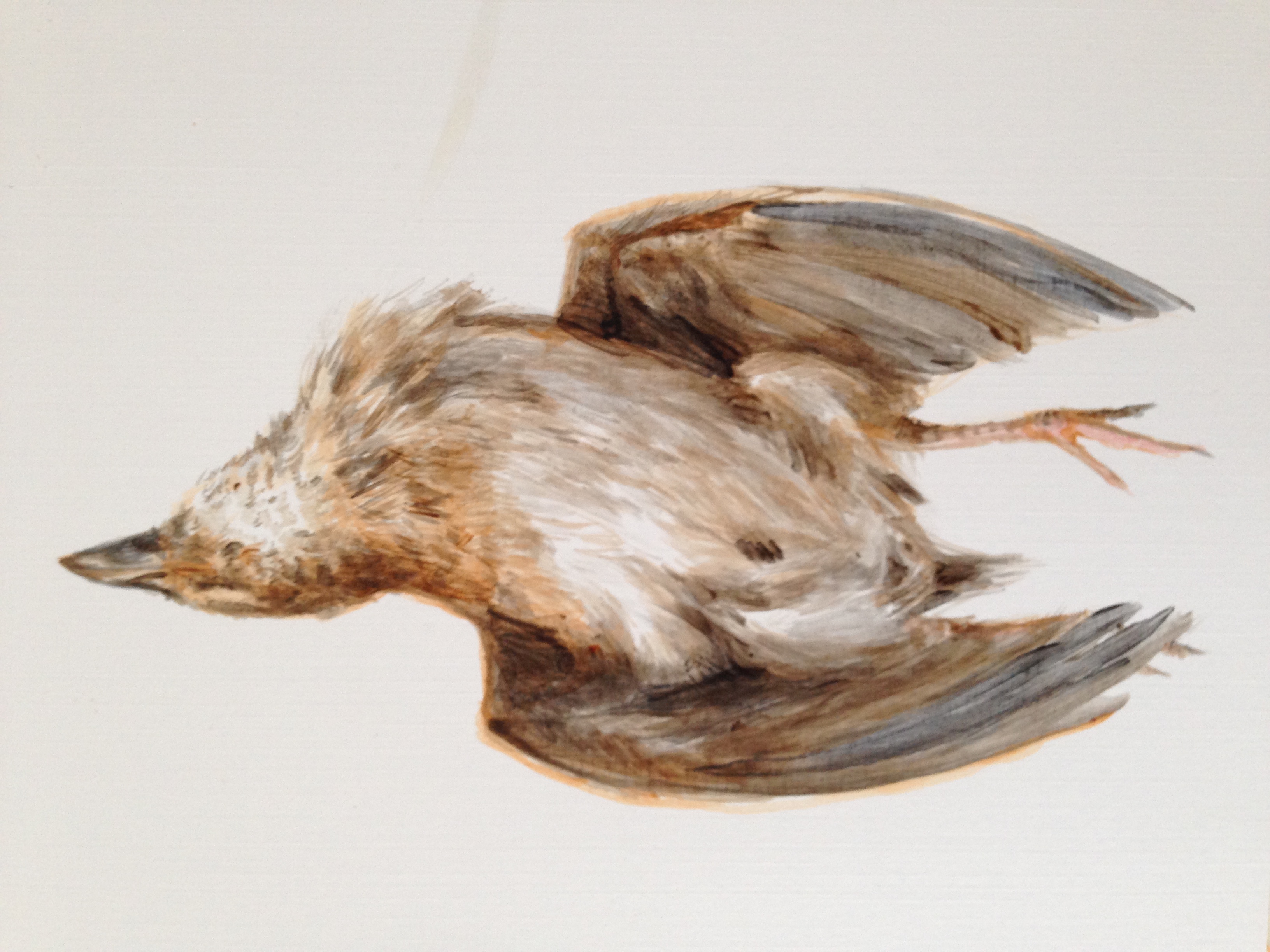 Clare McFarlane, Turnicidae Study I, 2014, acrylic on paper, 33 x 29cm