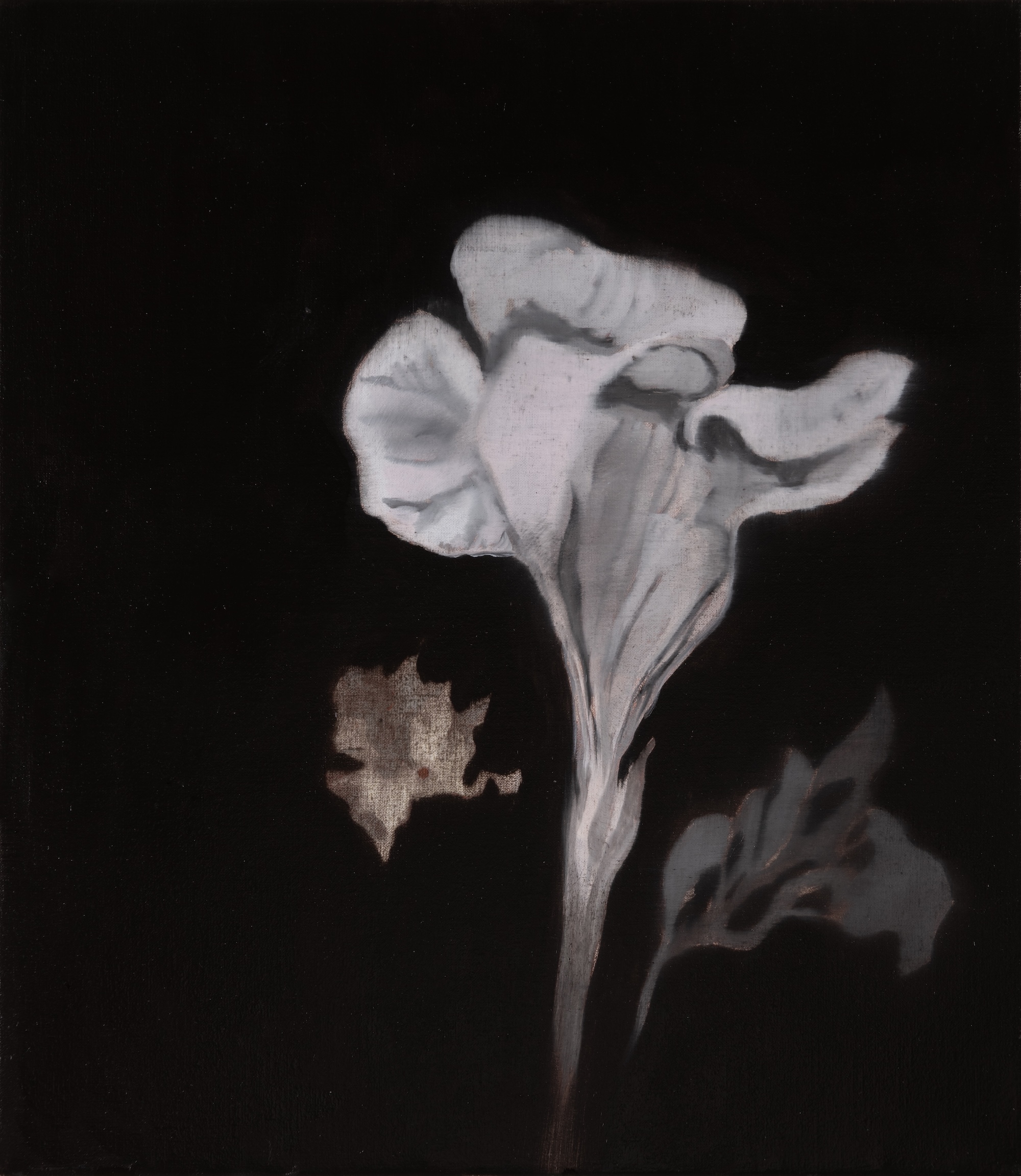 Paul Uhlmann, Tenderness and Eternity VII, 2026, oil on linen, 41 x 36cm
